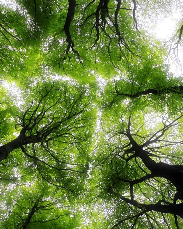 Ground view of tree canopy